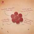 Astaxanthin-Drops Lutschbonbon vegan Erdling - 3