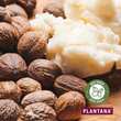 Plantana Shea Gesichtscreme Hyaluron &amp; Vitamin-E - 4