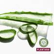 Plantana Aloe Vera Gesichtscreme Hyaluron &amp; Vit.-E - 4
