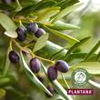 Plantana Olive Gesichtscreme Hyaluron &amp; Vitamin-E - 4
