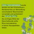 Rhus Toxicodendronicodendron D 6 Globuli Pfl&uuml;ger Globulisp. - 4
