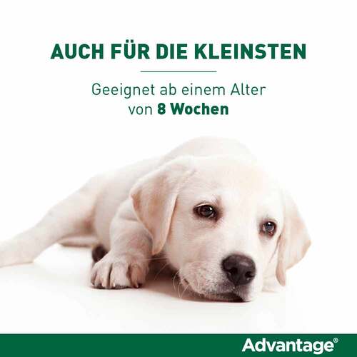 Advantage f&uuml;r Hunde ab 25 kg - 4