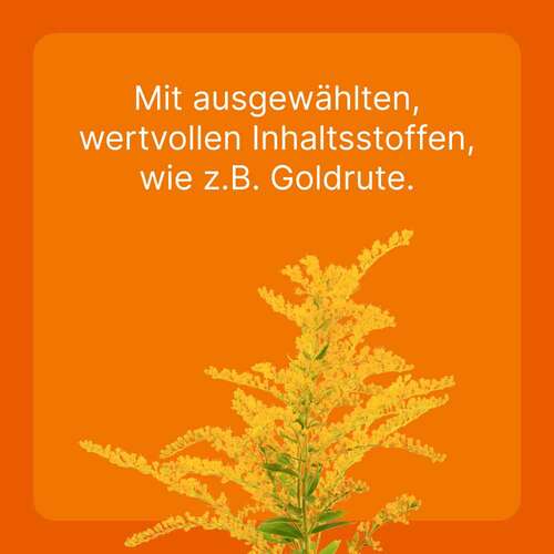 Solidago compositum ad us. vet. Ampullen - 4