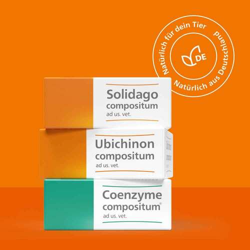 Solidago compositum ad us. vet. Ampullen - 6