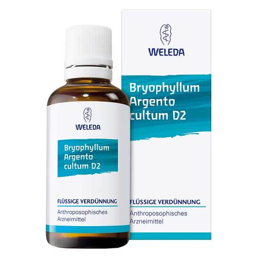 Bryophyllum Argento cultum D2 Dilution - 1