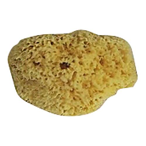 Schwamm Natur Gr&ouml;&szlig;e 1 / 23 - 1