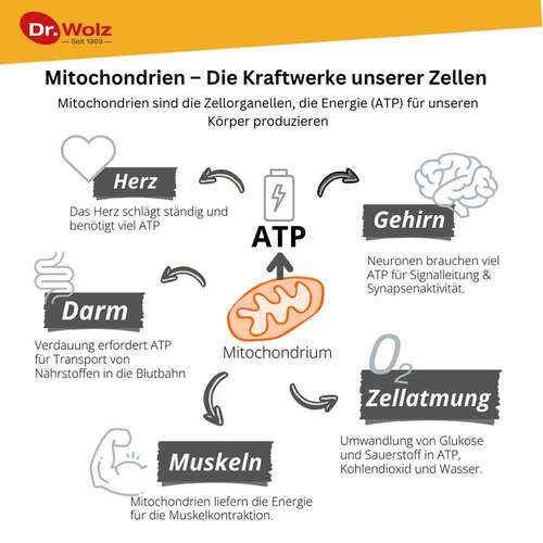 Zell Oxygen plus fl&uuml;ssig - 6