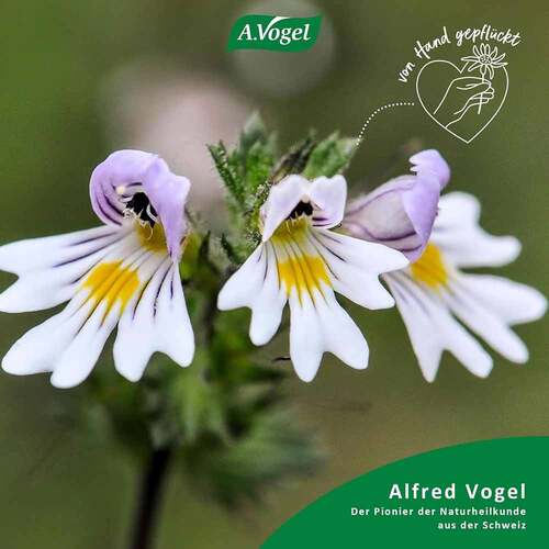 A.VOGEL Augen-Tropfen 6 Mon.n.&Ouml;ffnen haltbar - 5