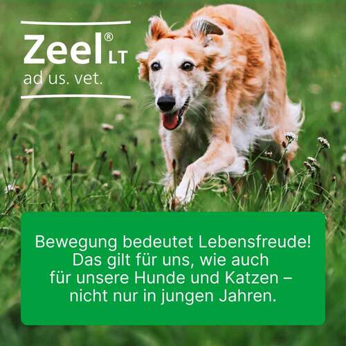 Zeel® LT ad us. vet. Tabletten - 2