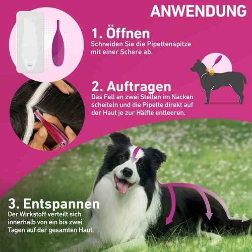 FRONTLINE TRI-ACT® gegen Zecke, Floh und fliegende Insekten bei Hunden (20-40kg) - 3