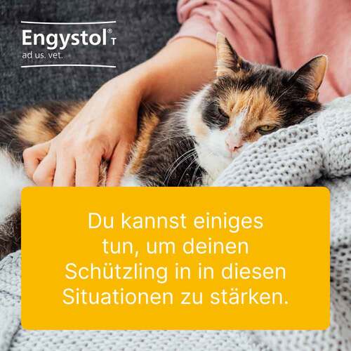 Engystol® ad us. vet. Tabletten - 3