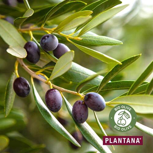 Plantana Olive Pflege Duschbad mit Bio-Olive - 4