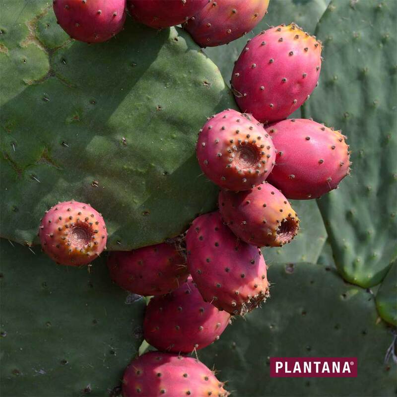anthurium panama Anthurium Dressleri Eastern Panama Pure Specie Size L (EXACT PLANT)